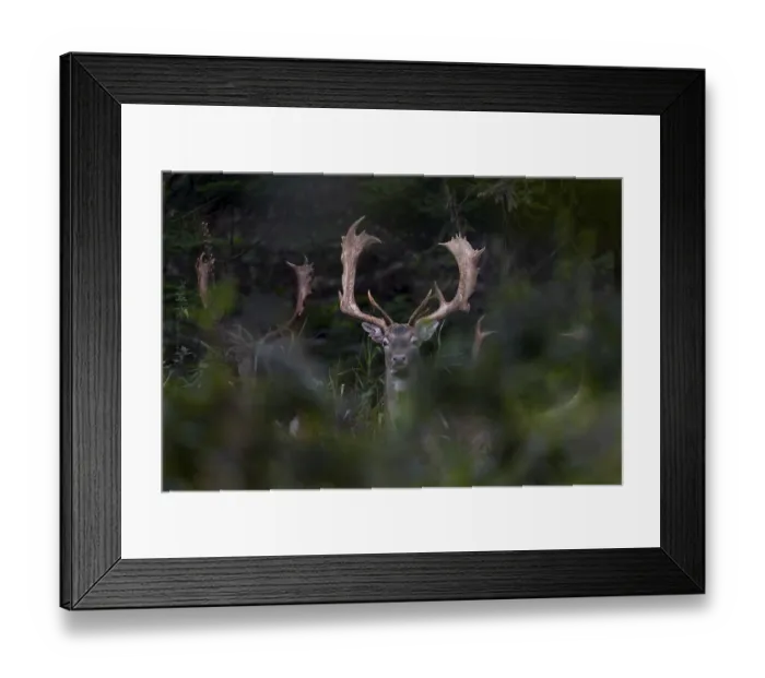 Framed Print : The fallow deer (Dama dama) are still travelling together Framed Print : The fallow deer (Dama dama) are still travelling together