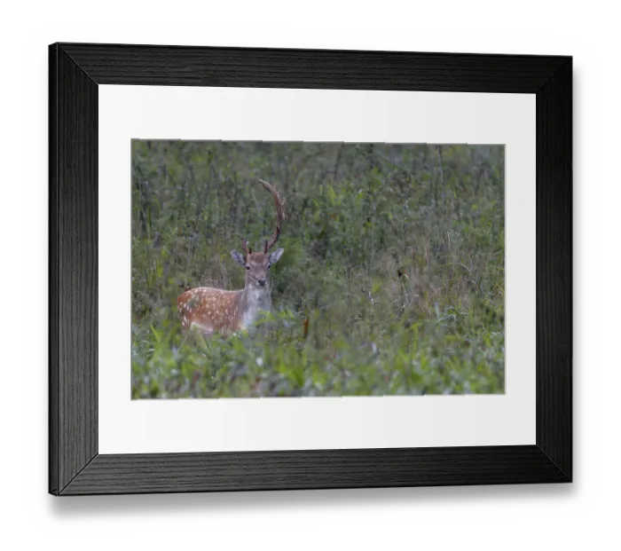 Framed Print : This fallow deer (Dama dama) grows interesting antlers