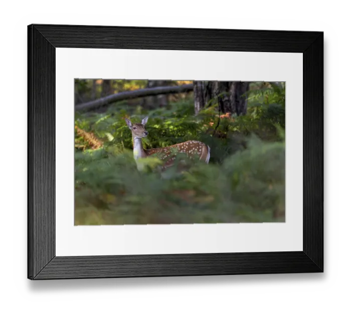 Framed Print : Large stands of bracken provide good cover for this fallow deer (Dama dama)
