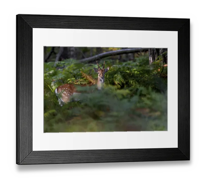Framed Print : The rays of the evening sun penetrate the foliage of the beech trees Framed Print : The rays of the evening sun penetrate the foliage of the beech trees