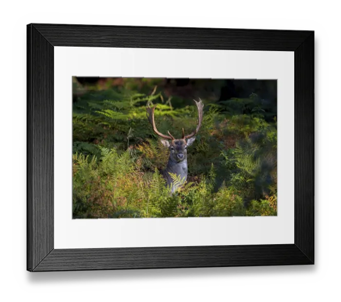Framed Print : In the early evening, the fallow deer (Dama dama) leaves its daytime hide and moves to a grazing area