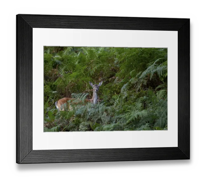 Framed Print : The Dama dama cannot resist the tempting offer of acorns