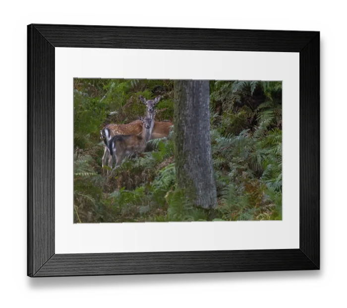 Framed Print : Again and again, small groups move into the sparse oak forest to eat the freshly fallen acorns