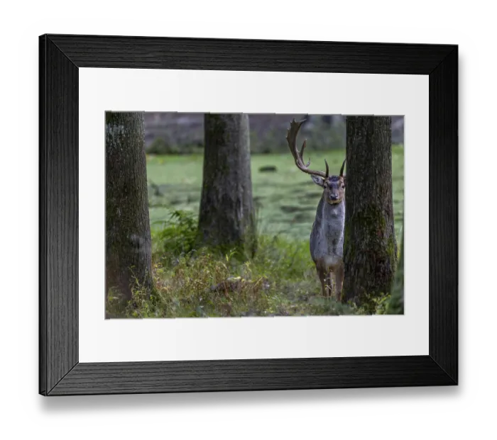 Framed Print : At the end of September, the first fallow deer (Dama dama) can be observed at the main rutting site