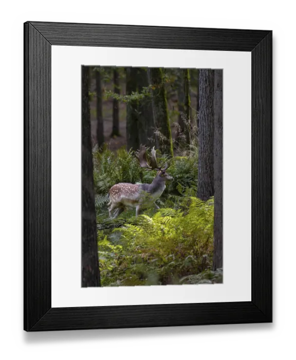 Framed Print : A fallow deer (Dama dama) directly in front of the main rutting site recognisable in the background