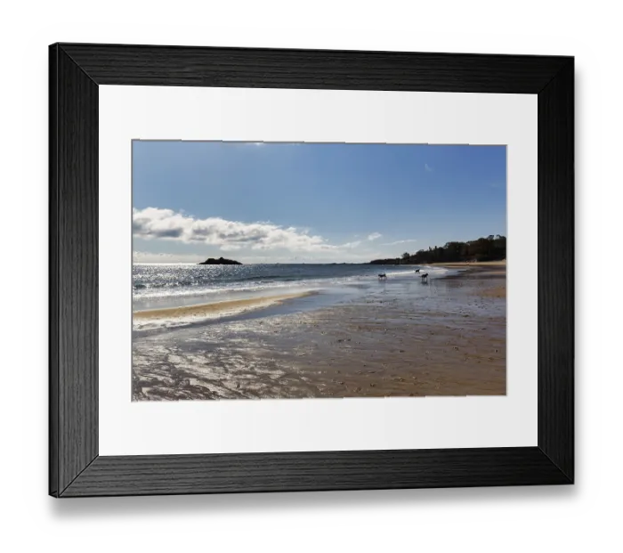 Framed Print : Three dogs playing on the beach