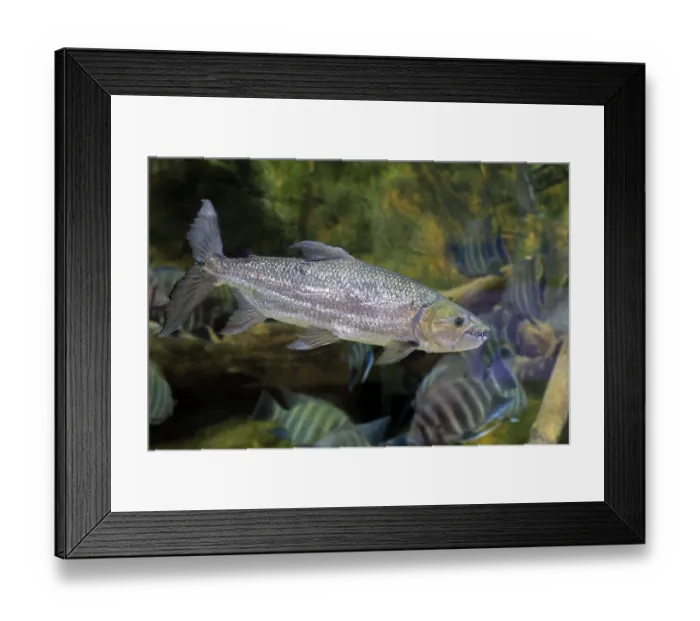 Framed Print : Giant tiger tetra (Hydrocynus goliath)