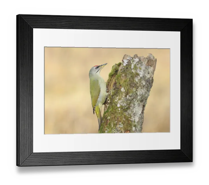 Framed Print : Grey-headed woodpecker (Picus canus) Framed Print : Grey-headed woodpecker (Picus canus)