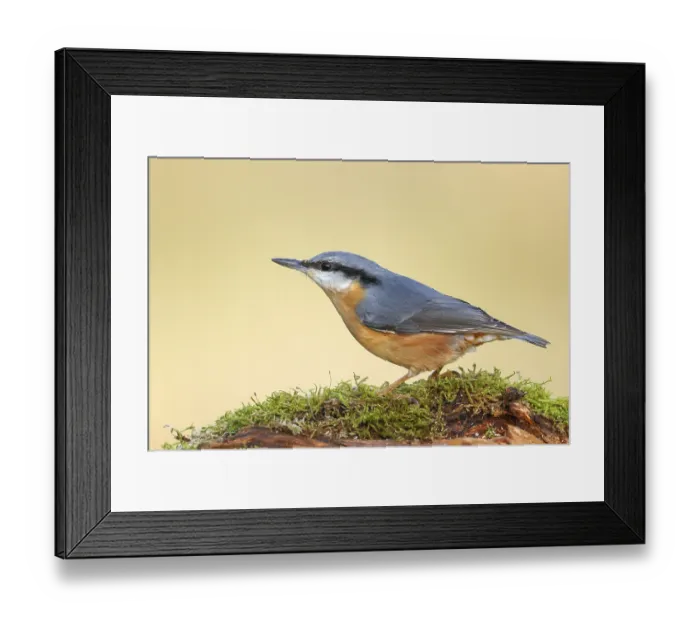 Framed Print : Nuthatch (Sitta europaea) sitting attentively on a moss-covered root