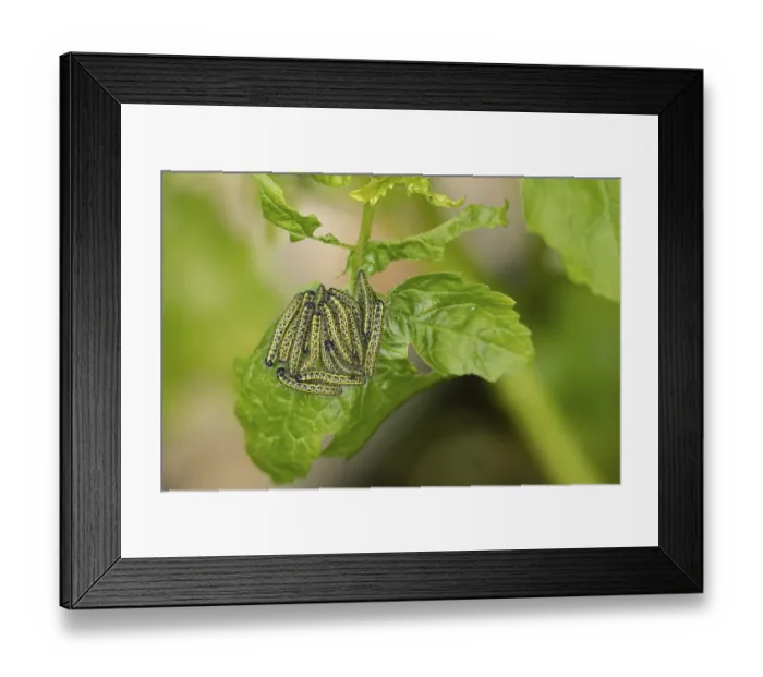 Framed Print : Large or Cabbage white butterfly (Pieris brassicae)