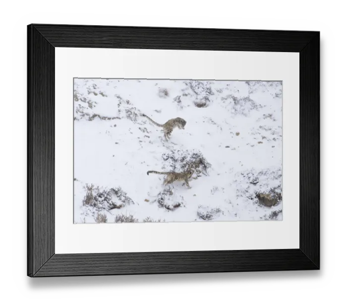 Framed Print : Two leopards roam through a snowy mountainous landscape