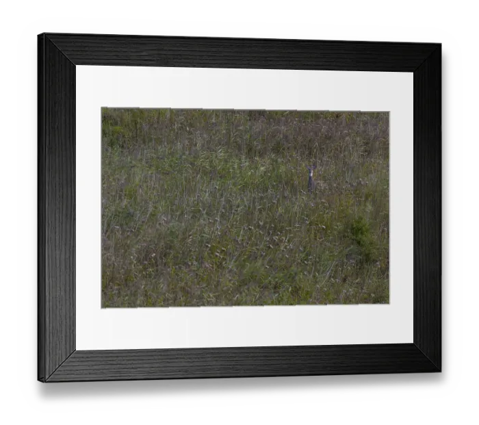 Framed Print : Motionless eyes in white-tailed deer (Odocoileus virginianus) female from a large reed bed