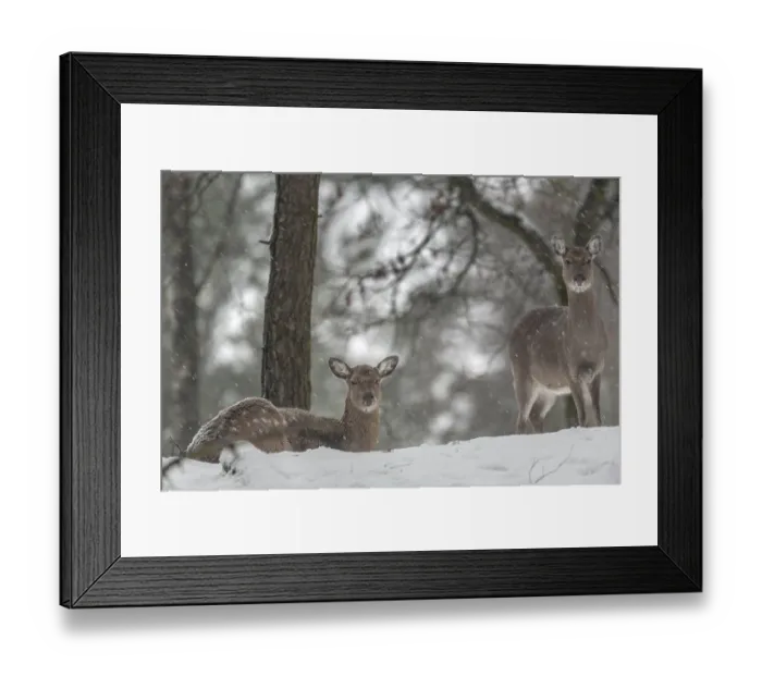 Framed Print : Two sika deer (Cervus nippon) females during snowfall in a sparse pine forest