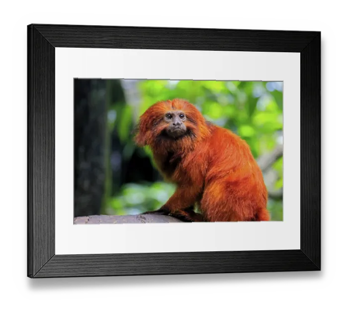 Framed Print : Golden lion tamarin (Leontopithecus rosalia)
