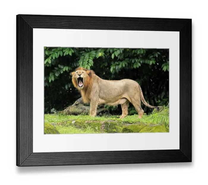 Framed Print : Lion (Panthera leo), adult, male, yawning Framed Print : Lion (Panthera leo), adult, male, yawning