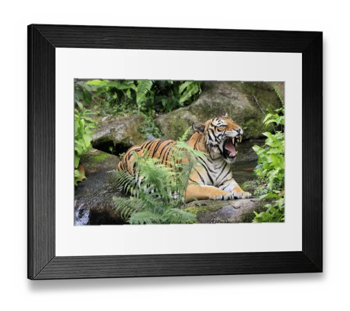 Framed Print : Malaysia tiger (Panthera tigris jacksoni) Framed Print : Malaysia tiger (Panthera tigris jacksoni)