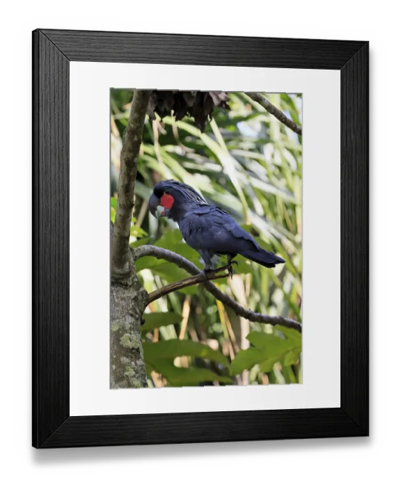 Framed Print : Palm Cockatoo (Probosciger aterrimus) Framed Print : Palm Cockatoo (Probosciger aterrimus)