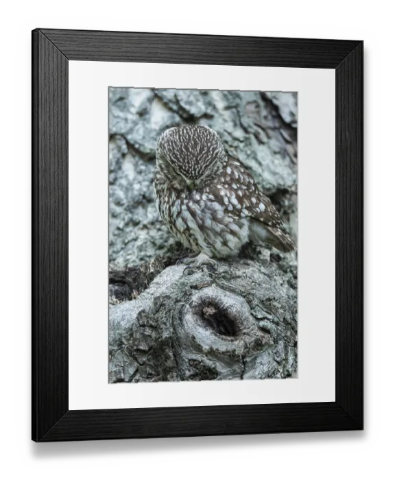 Framed Print : Steinkauz, Athene noctua, Vechta