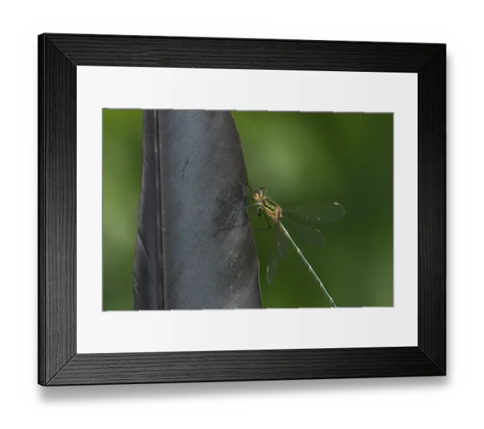 Framed Print : Emerald damselfly (Lestes sponsa) adult insect resting on a bird feather in summer