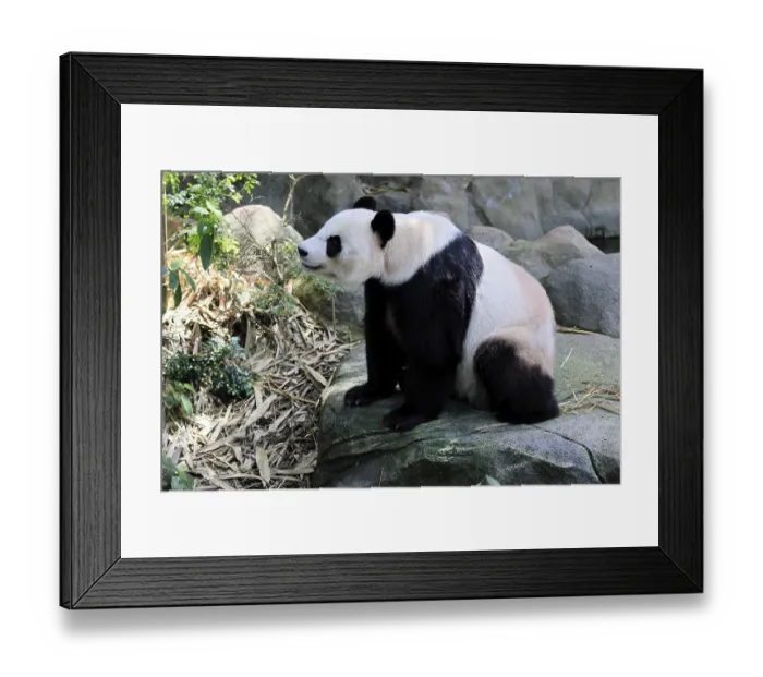 Framed Print : Giant Panda (Ailuropoda melanoleuca) Framed Print : Giant Panda (Ailuropoda melanoleuca)