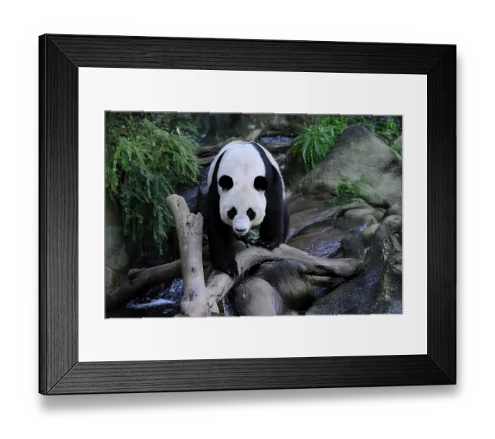 Framed Print : Giant Panda (Ailuropoda melanoleuca) Framed Print : Giant Panda (Ailuropoda melanoleuca)