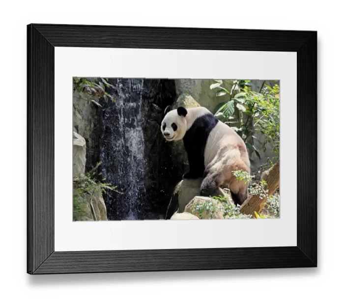 Framed Print : Giant Panda (Ailuropoda melanoleuca) Framed Print : Giant Panda (Ailuropoda melanoleuca)