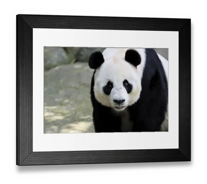 Framed Print : Giant Panda (Ailuropoda melanoleuca)