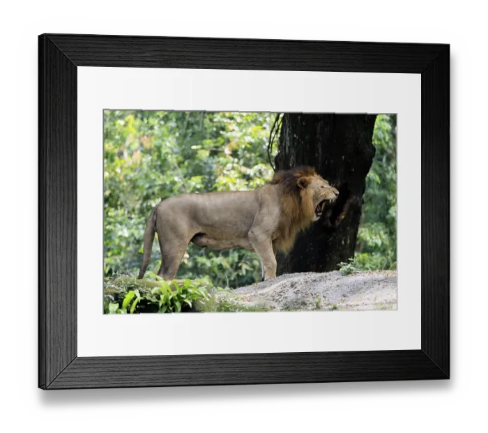 Framed Print : Lion (Panthera leo), adult, male, yawning