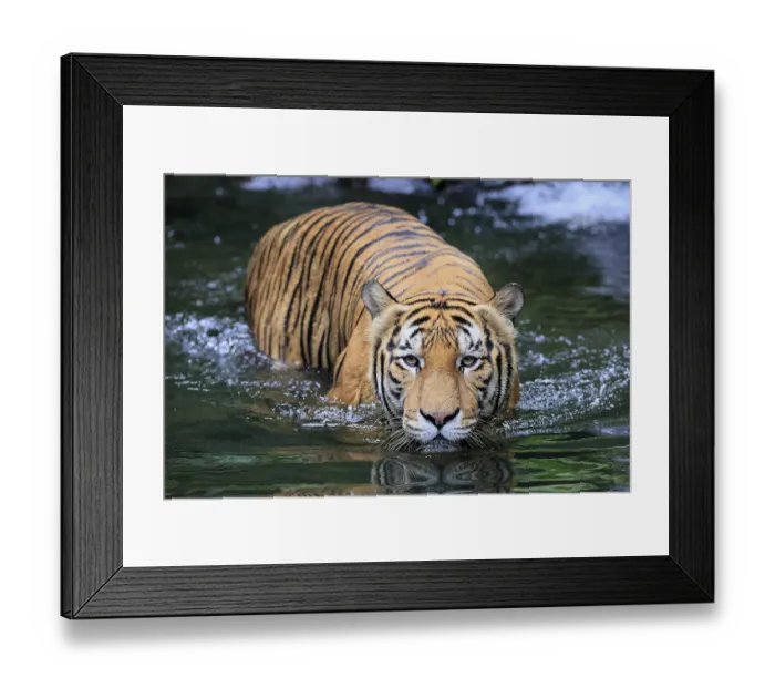 Framed Print : Malaysia tiger (Panthera tigris jacksoni)