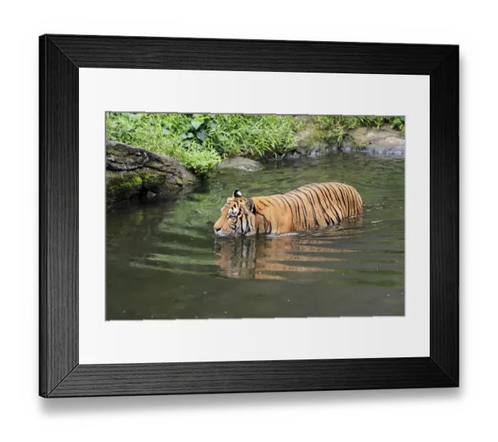Framed Print : Malaysia tiger (Panthera tigris jacksoni)