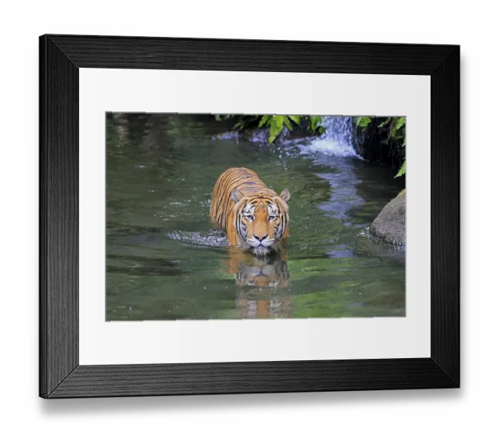 Framed Print : Malaysia tiger (Panthera tigris jacksoni) Framed Print : Malaysia tiger (Panthera tigris jacksoni)