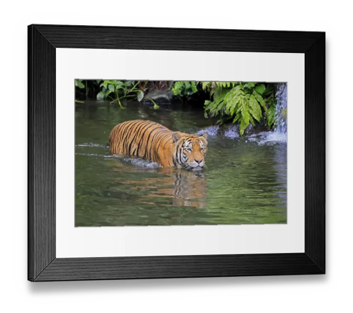 Framed Print : Malaysia tiger (Panthera tigris jacksoni) Framed Print : Malaysia tiger (Panthera tigris jacksoni)