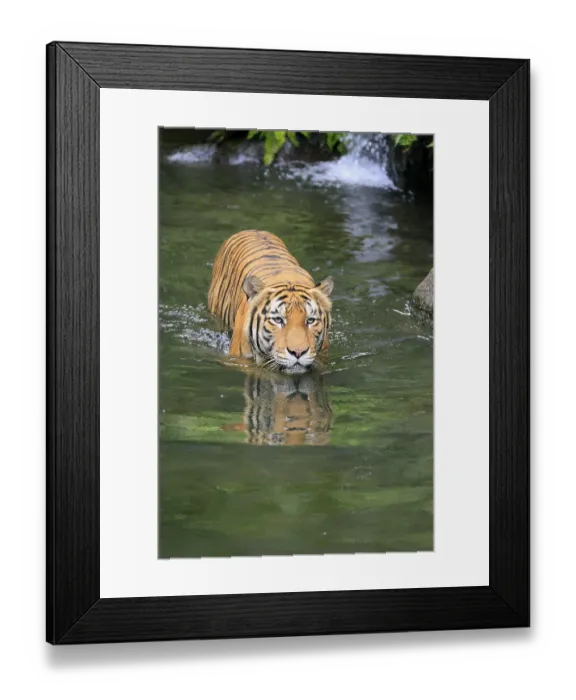 Framed Print : Malaysia tiger (Panthera tigris jacksoni)