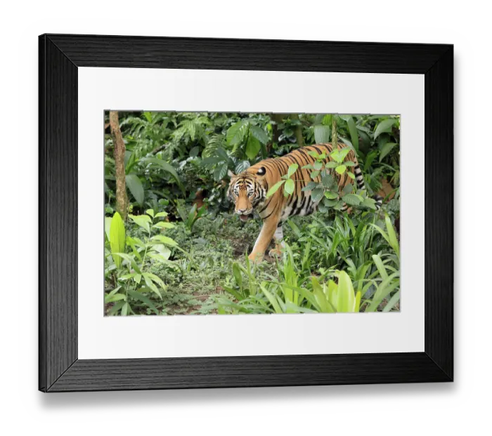 Framed Print : Malaysia tiger (Panthera tigris jacksoni)