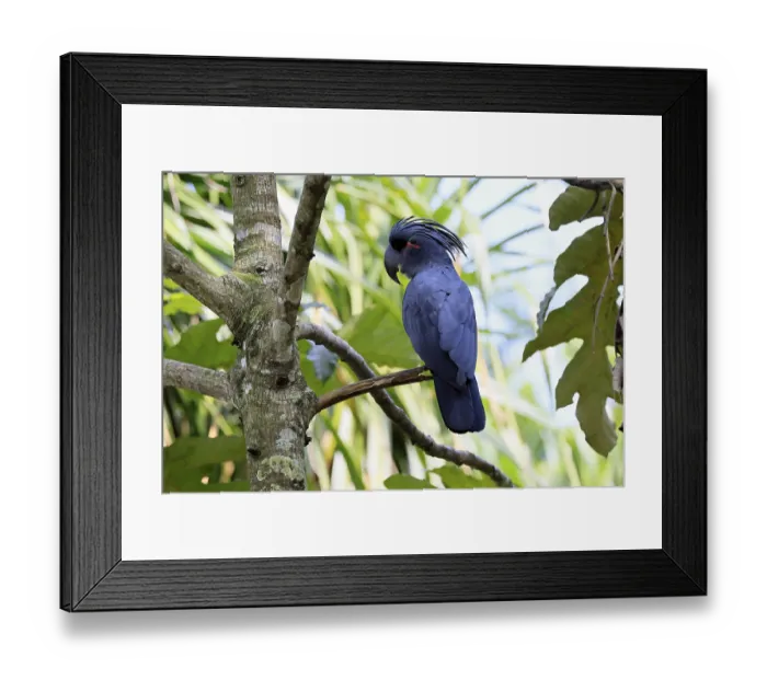 Framed Print : Palm Cockatoo (Probosciger aterrimus)