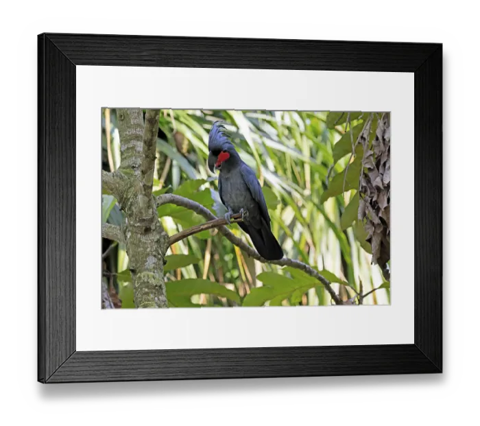 Framed Print : Palm Cockatoo (Probosciger aterrimus) Framed Print : Palm Cockatoo (Probosciger aterrimus)