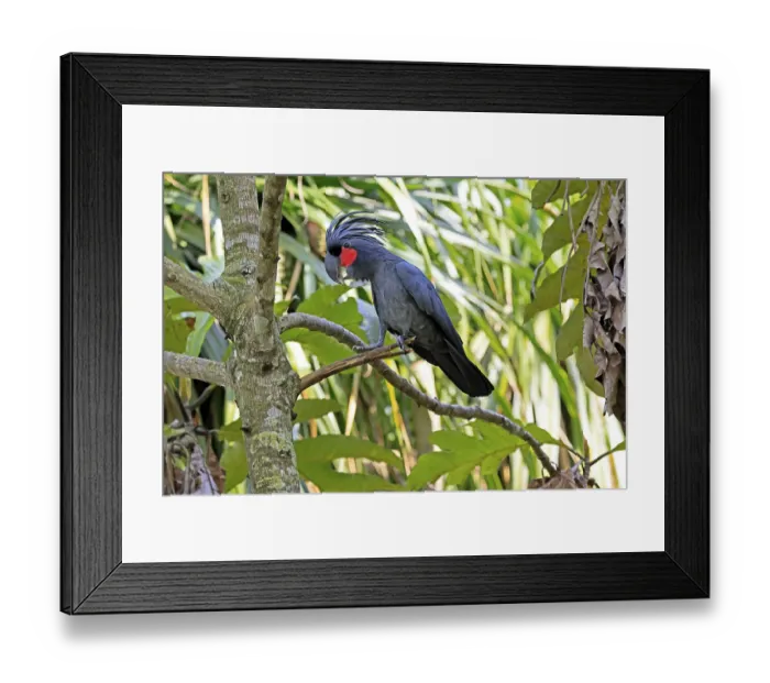 Framed Print : Palm Cockatoo (Probosciger aterrimus) Framed Print : Palm Cockatoo (Probosciger aterrimus)