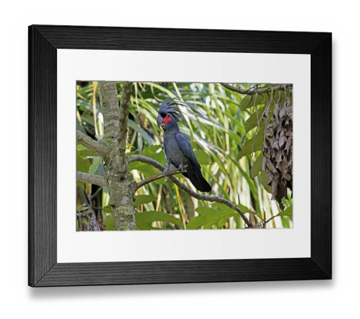 Framed Print : Palm Cockatoo (Probosciger aterrimus) Framed Print : Palm Cockatoo (Probosciger aterrimus)