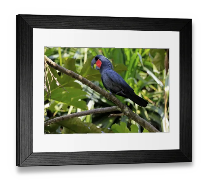 Framed Print : Palm Cockatoo (Probosciger aterrimus)