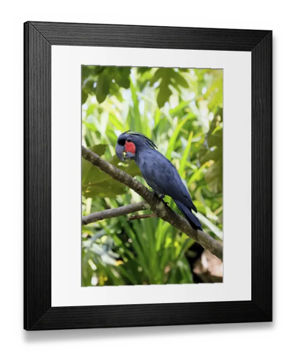 Framed Print : Palm Cockatoo (Probosciger aterrimus) Framed Print : Palm Cockatoo (Probosciger aterrimus)