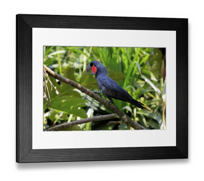 Framed Print : Palm Cockatoo (Probosciger aterrimus) Framed Print : Palm Cockatoo (Probosciger aterrimus)