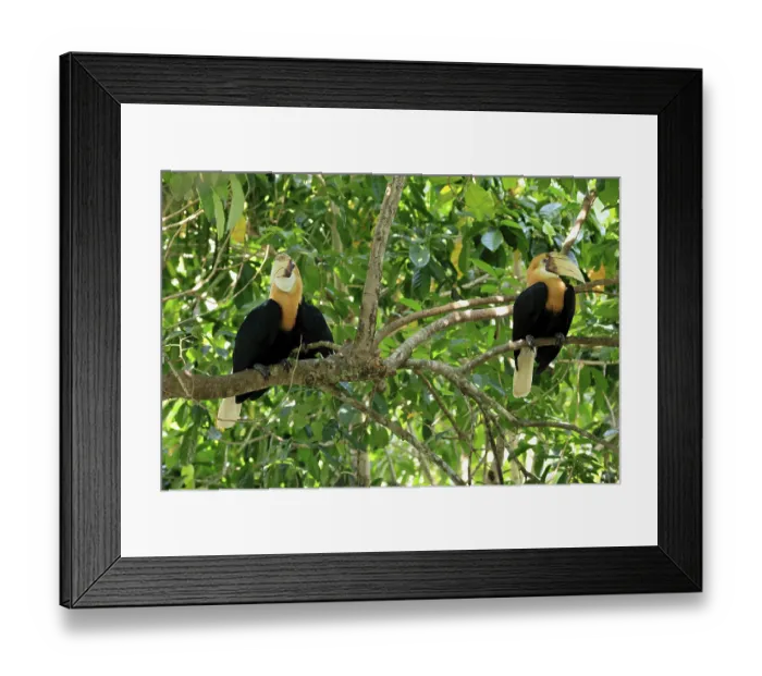 Framed Print : Papuan Hornbill (Rhyticeros plicatus) Framed Print : Papuan Hornbill (Rhyticeros plicatus)