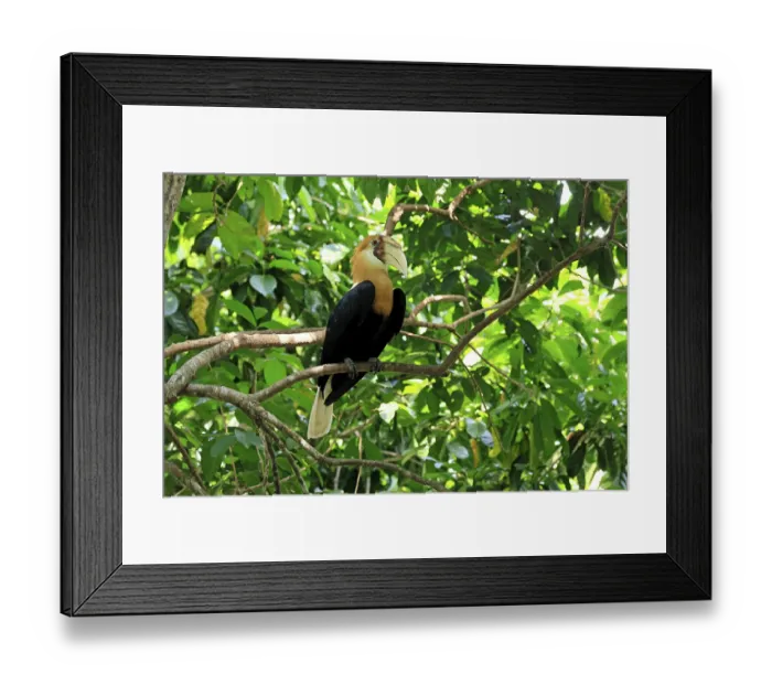 Framed Print : Papuan Hornbill (Rhyticeros plicatus)