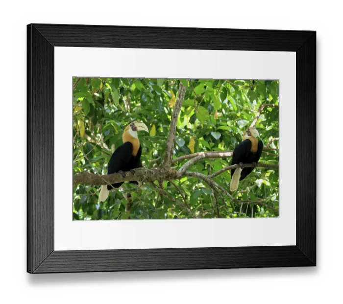 Framed Print : Papuan Hornbill (Rhyticeros plicatus)
