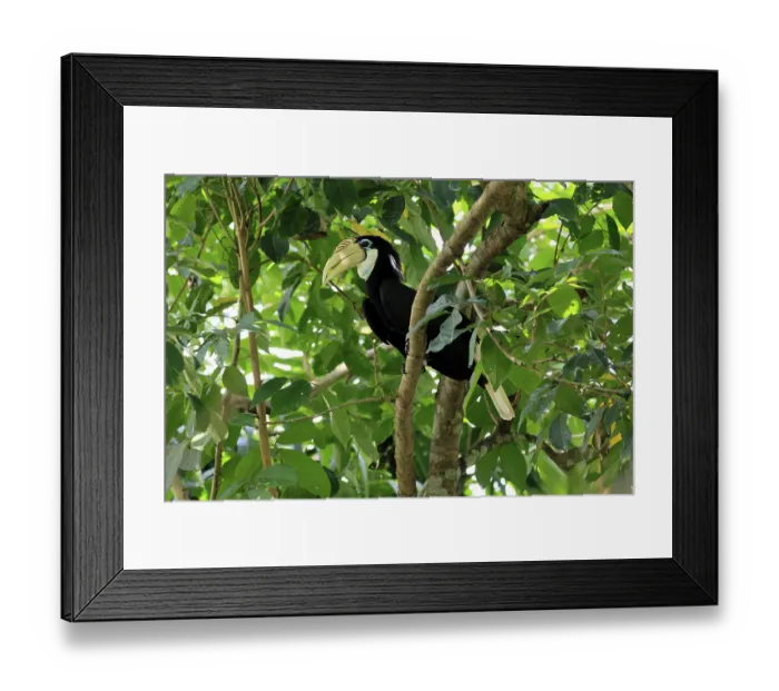 Framed Print : Papuan Hornbill (Rhyticeros plicatus)