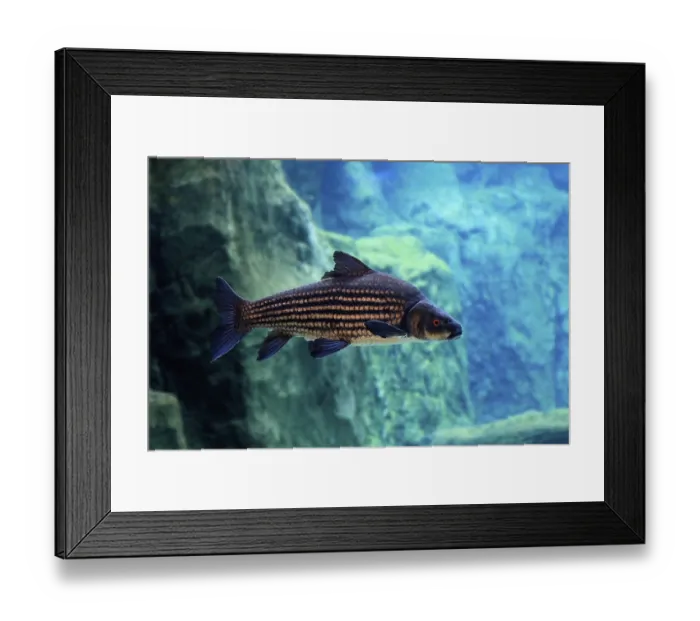 Framed Print : Giant barb (Catlocarpio siamensis)