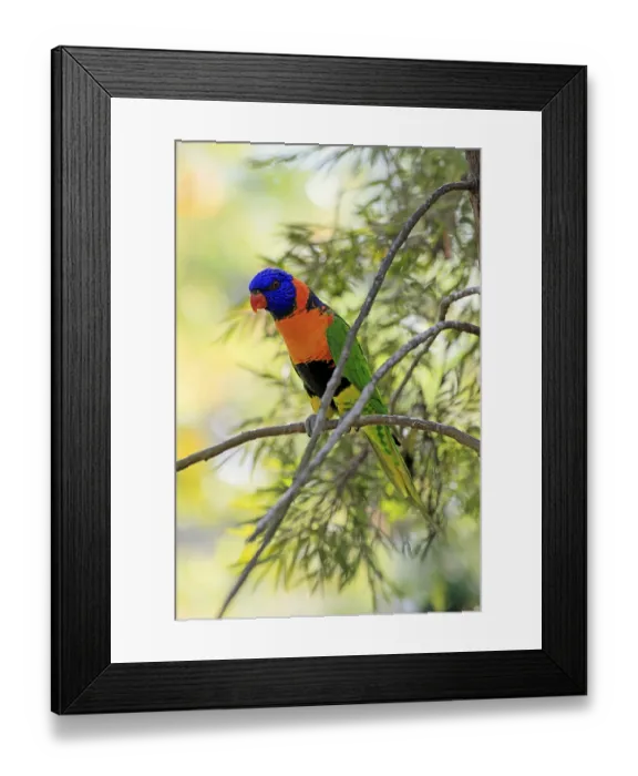 Framed Print : Red-naped Lorikeet (Trichoglossus rubritorquis)