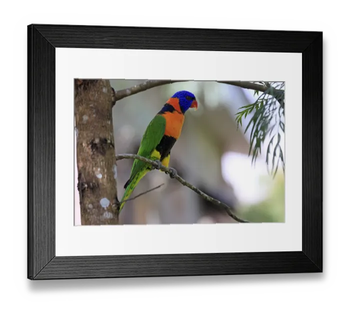 Framed Print : Red-naped Lorikeet (Trichoglossus rubritorquis) Framed Print : Red-naped Lorikeet (Trichoglossus rubritorquis)