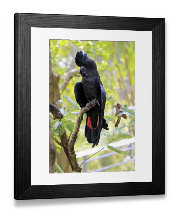 Framed Print : Red-tailed Cockatoo (Calyptorhynchus banksii)