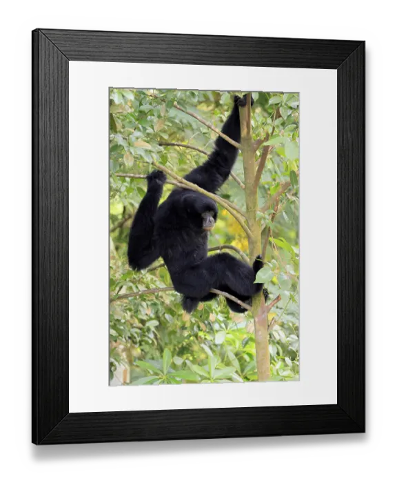 Framed Print : Siamang (Symphalangus syndactylus)